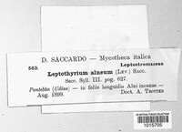 Leptothyrium alneum image